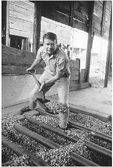 Jimmy Carter shovels peanuts on his farm in Plains, Georgia, in 1969. Carter rose to prominence in local and state politics before winning the presidency in his first attempt at national office. ARCHIVE PHOTOS